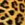 animal.jpg